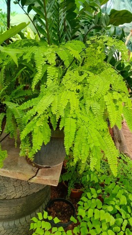 Venda BOM JARDIM FAZ FALTA NA CASA