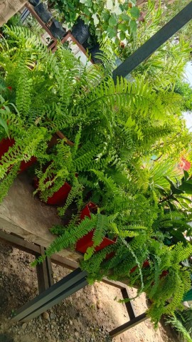Venda BOM JARDIM FAZ FALTA NA CASA