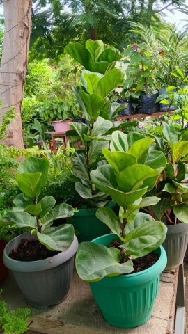 Venda BOM JARDIM FAZ FALTA NA CASA