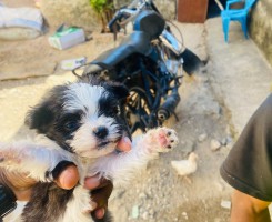Comprar Canixe de 2 meses