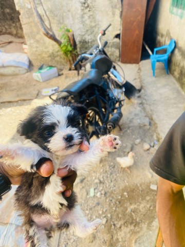 Venda Canixe de 2 meses