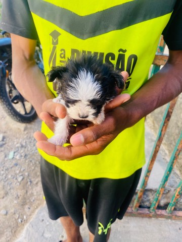 Venda Canixe de 2 meses