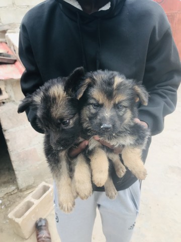 Venda Vende-se Pastor Alemão, Pitbull e Caniche