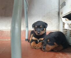 Comprar Vendo crias de Rottweiler
