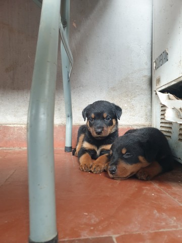 Vendo crias de Rottweiler